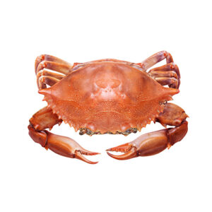 Fresh Crab