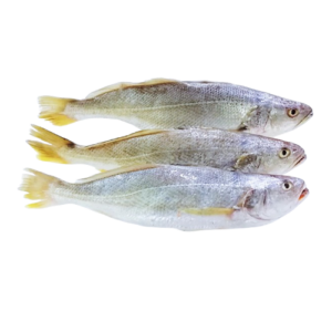 Whole Croaker